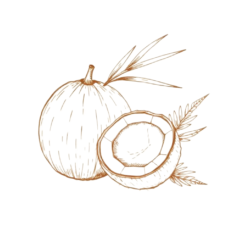 Still Coconut ingredient sketch